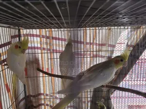 Cockatiel Adult Pair