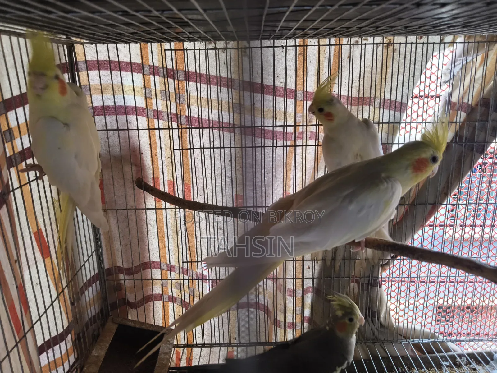 Cockatiel Adult Pair