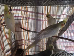 Cockatiel Adult Pair