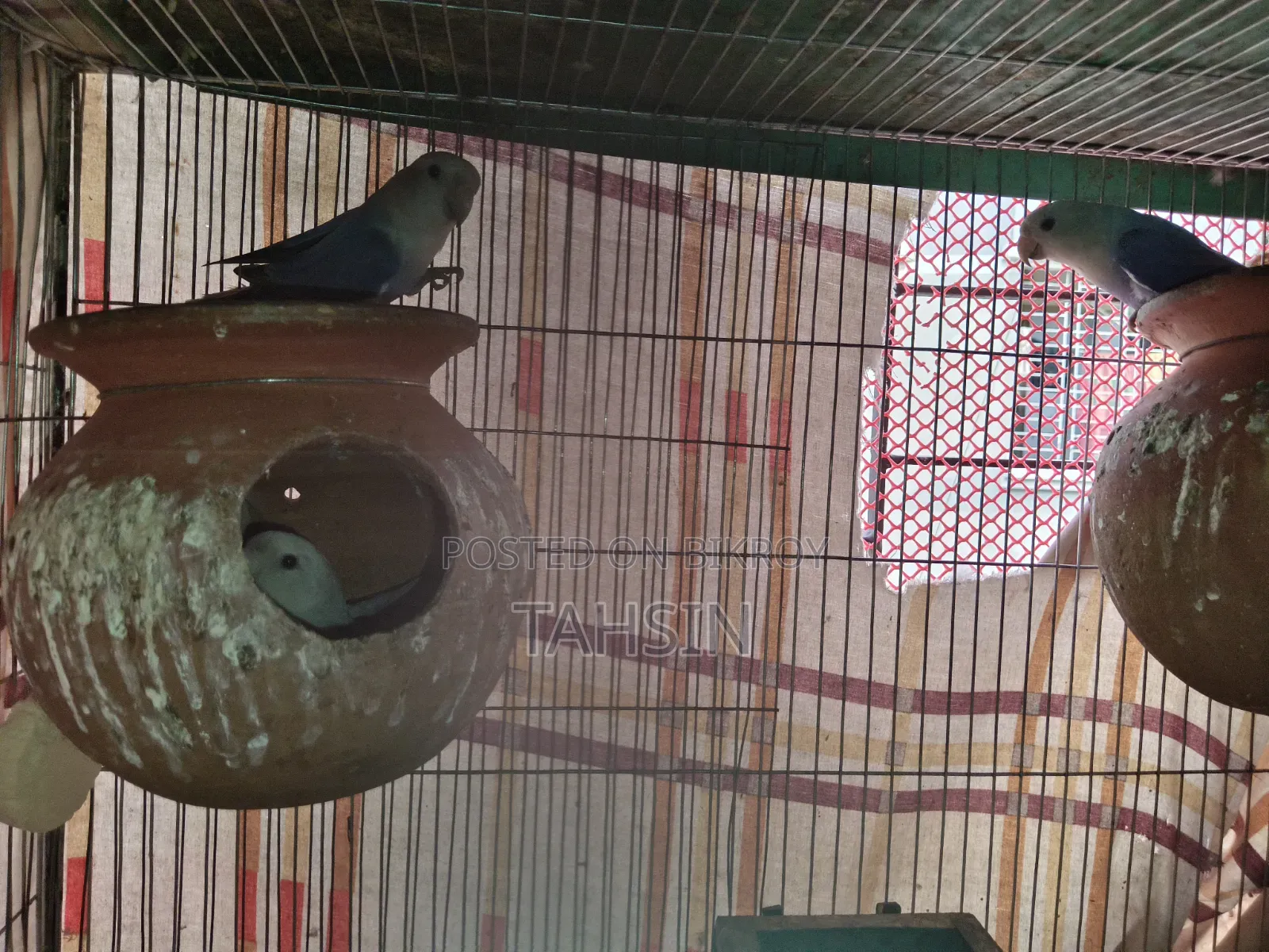 Love Bird Pair Adult