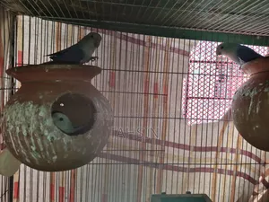 Love Bird Pair Adult