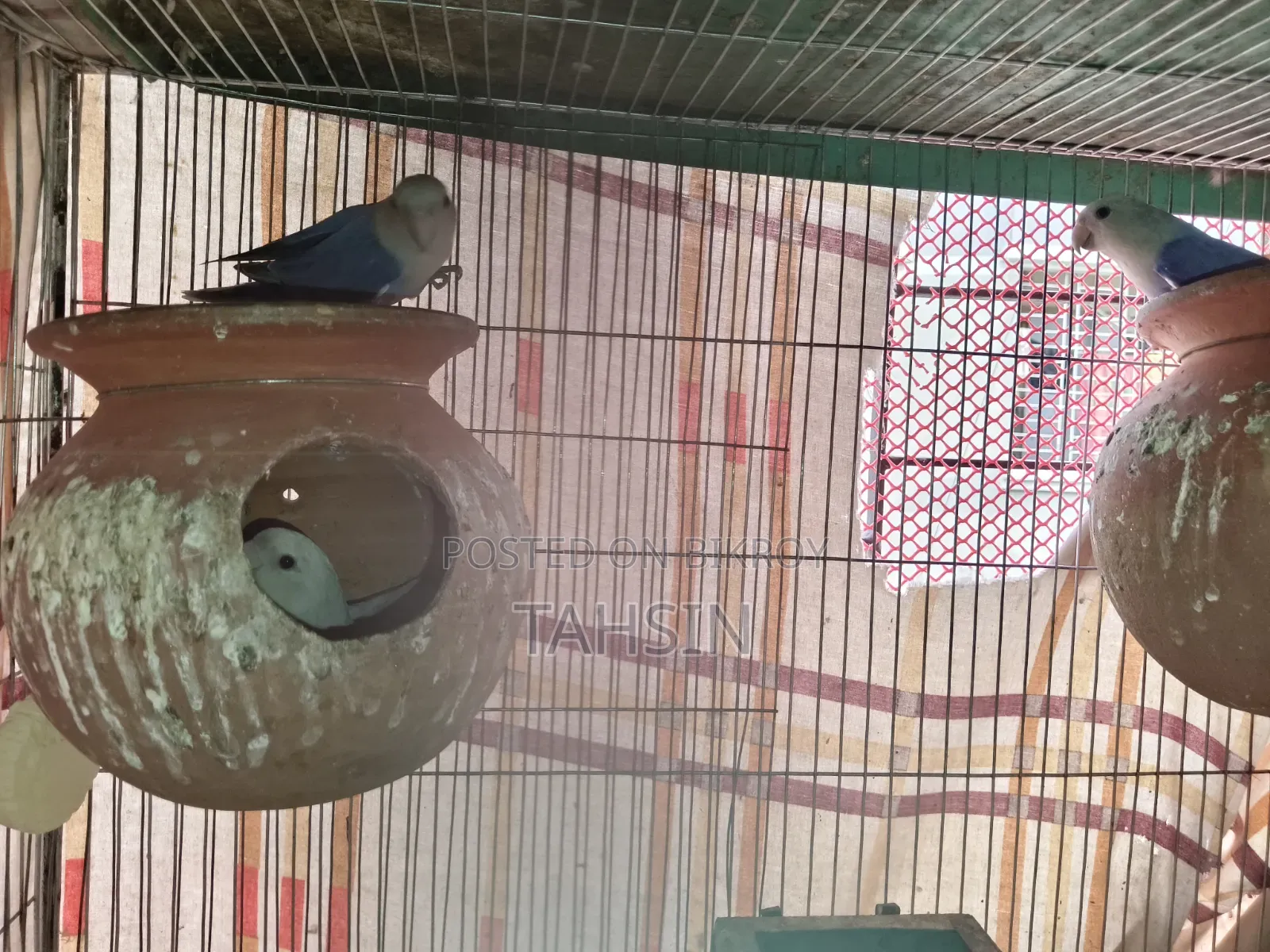 Love Bird Pair Adult