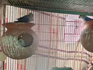 Love Bird Pair Adult