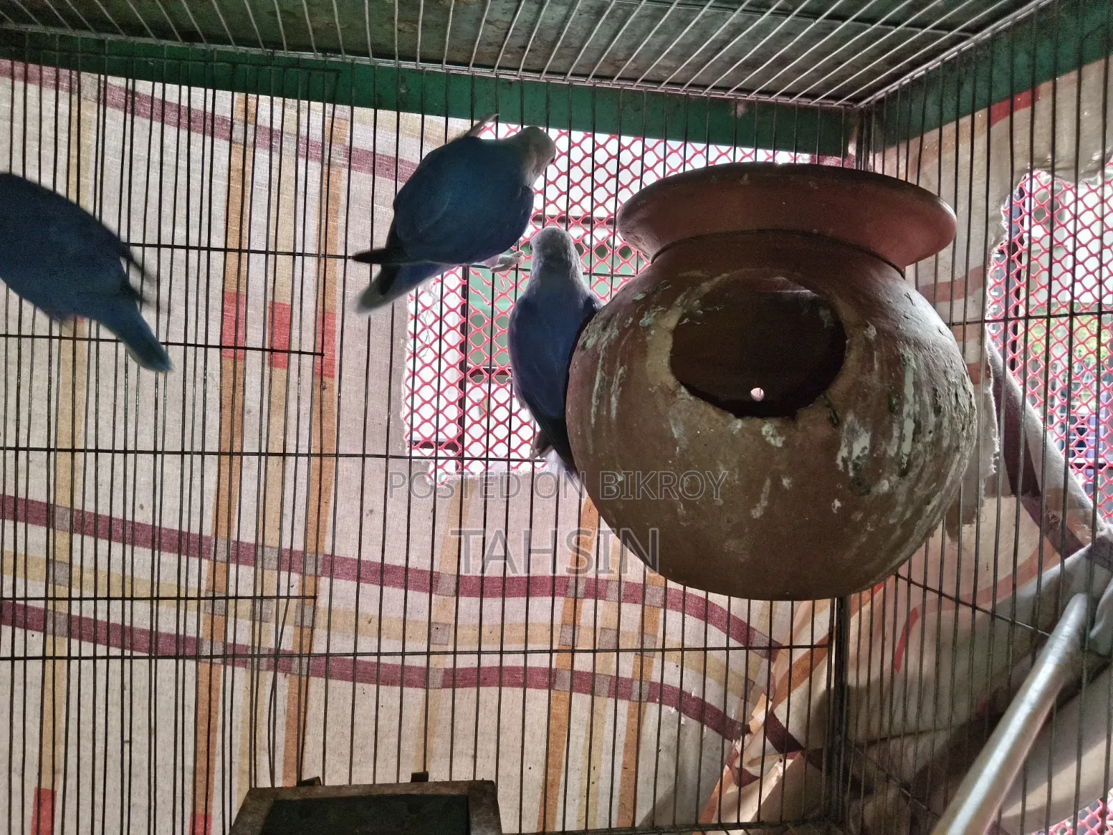 Love Bird Pair Adult