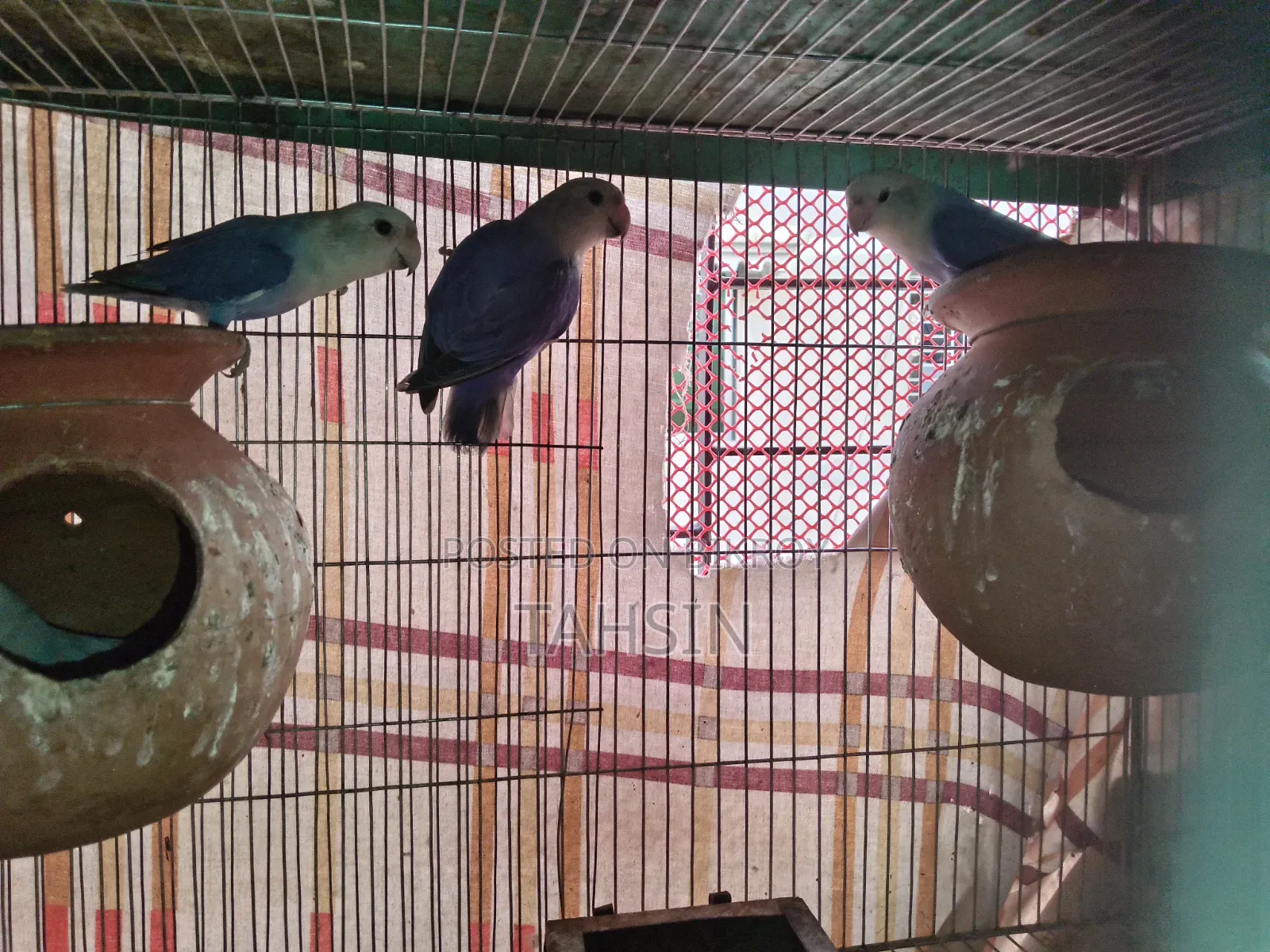 Love Bird Pair Adult
