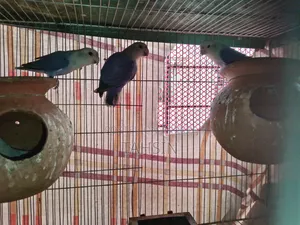 Love Bird Pair Adult
