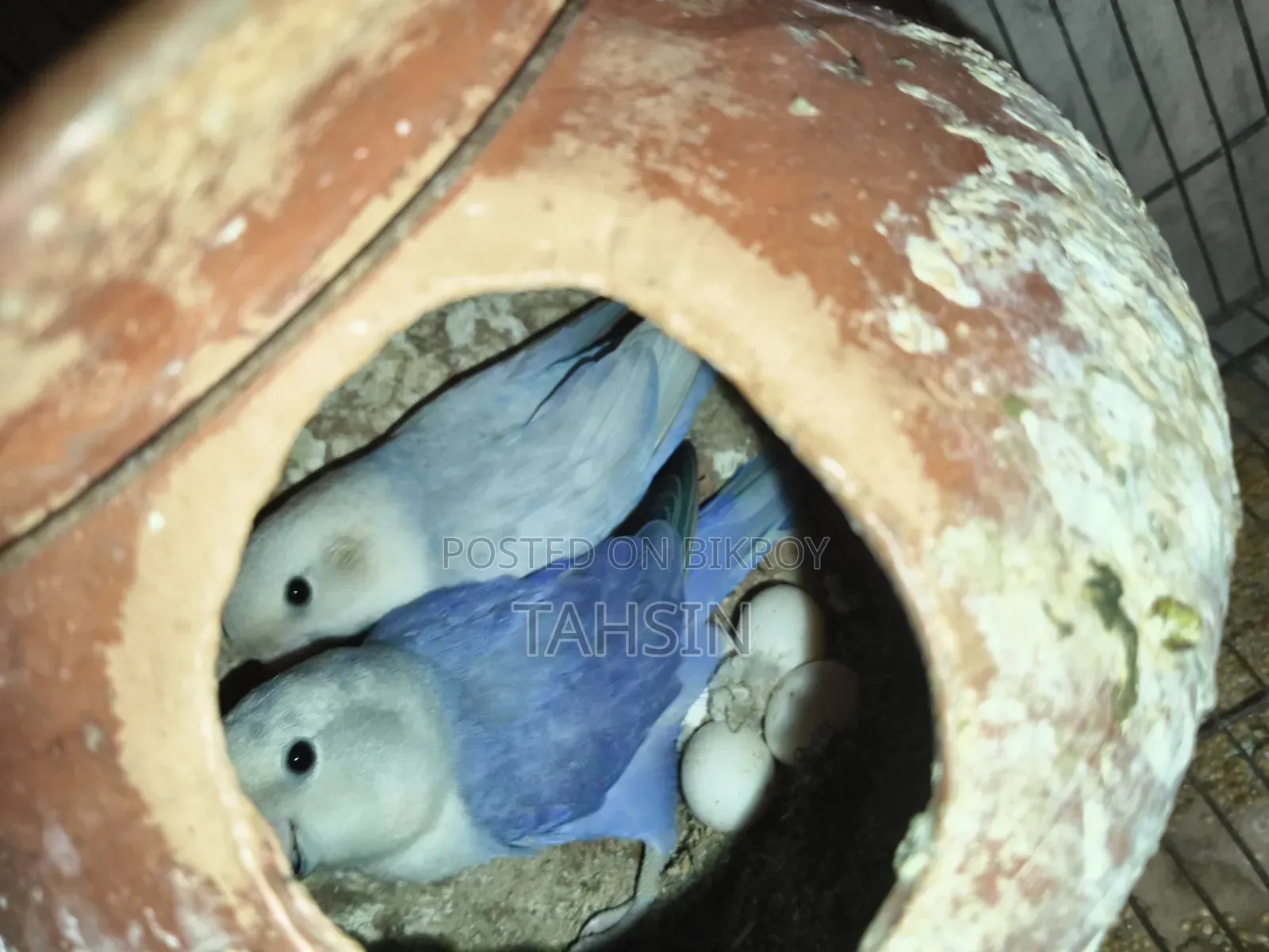 Love Bird Pair Adult