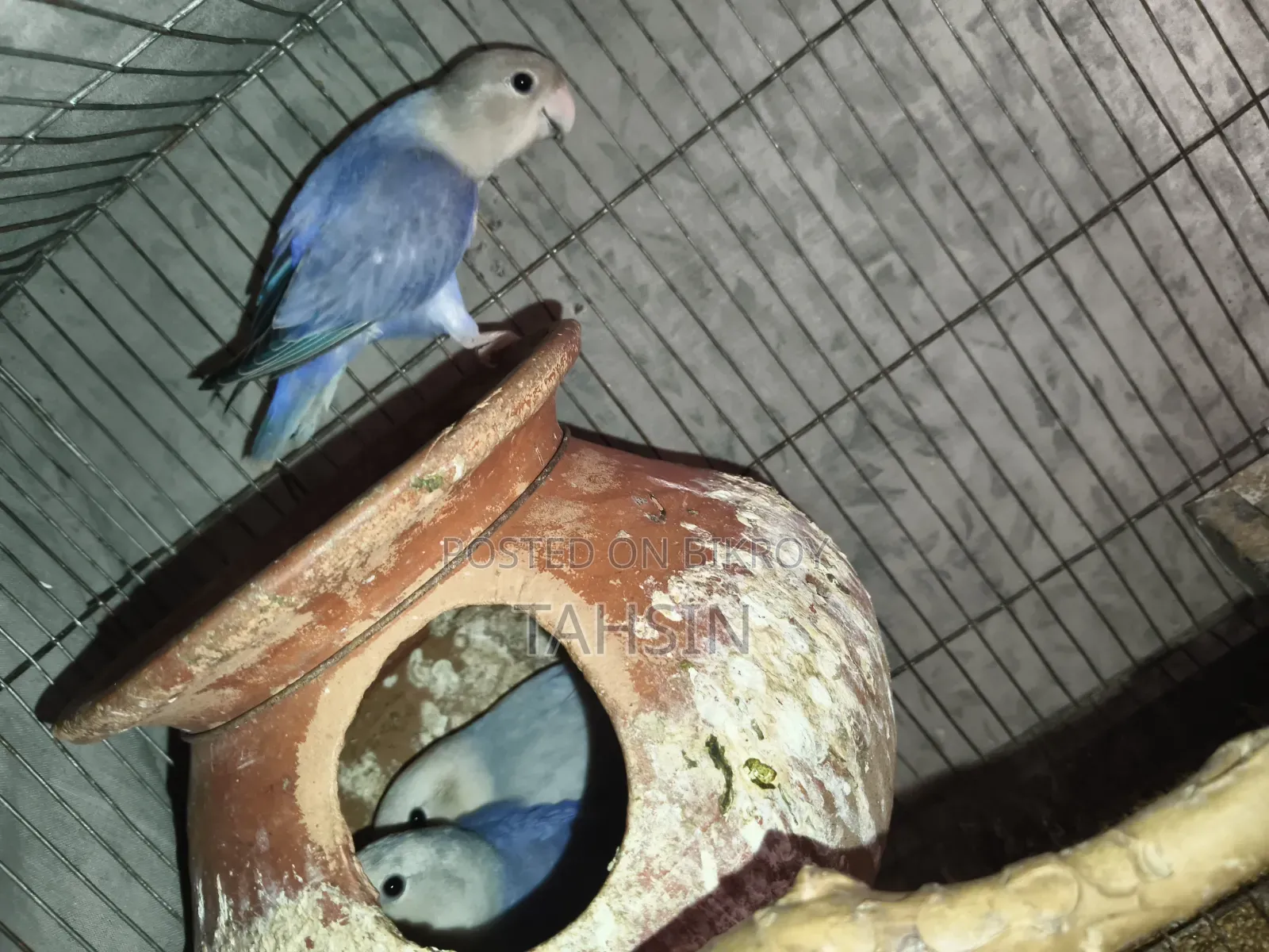 Love Bird Pair Adult