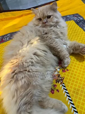 1+ year Male Purebred Persian