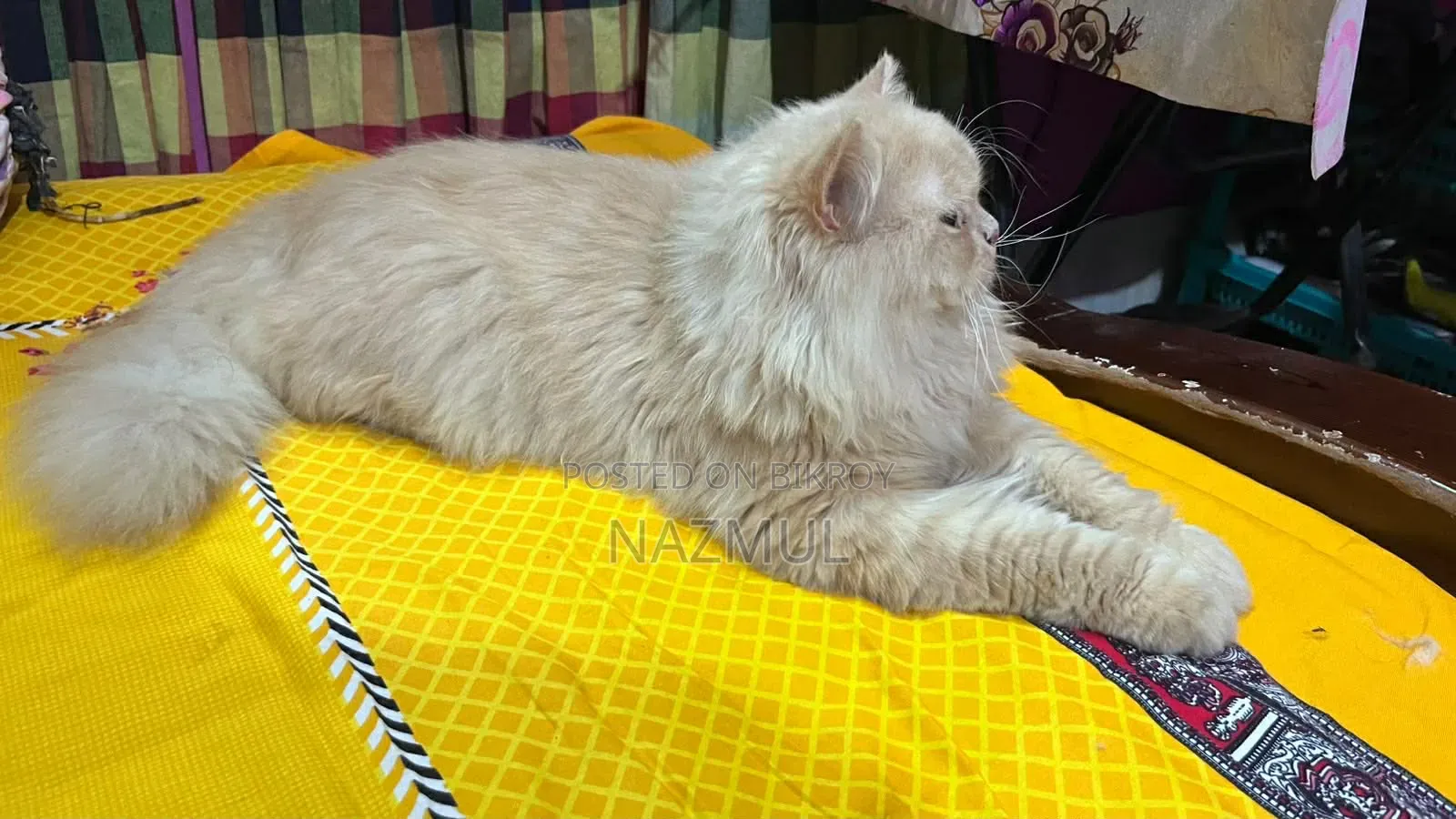 1+ year Male Purebred Persian