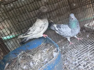 Giribaj Pigeon