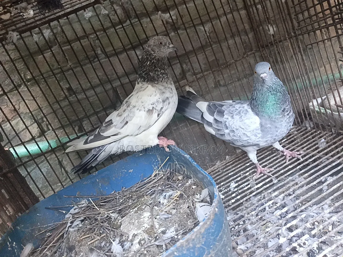 Giribaj Pigeon