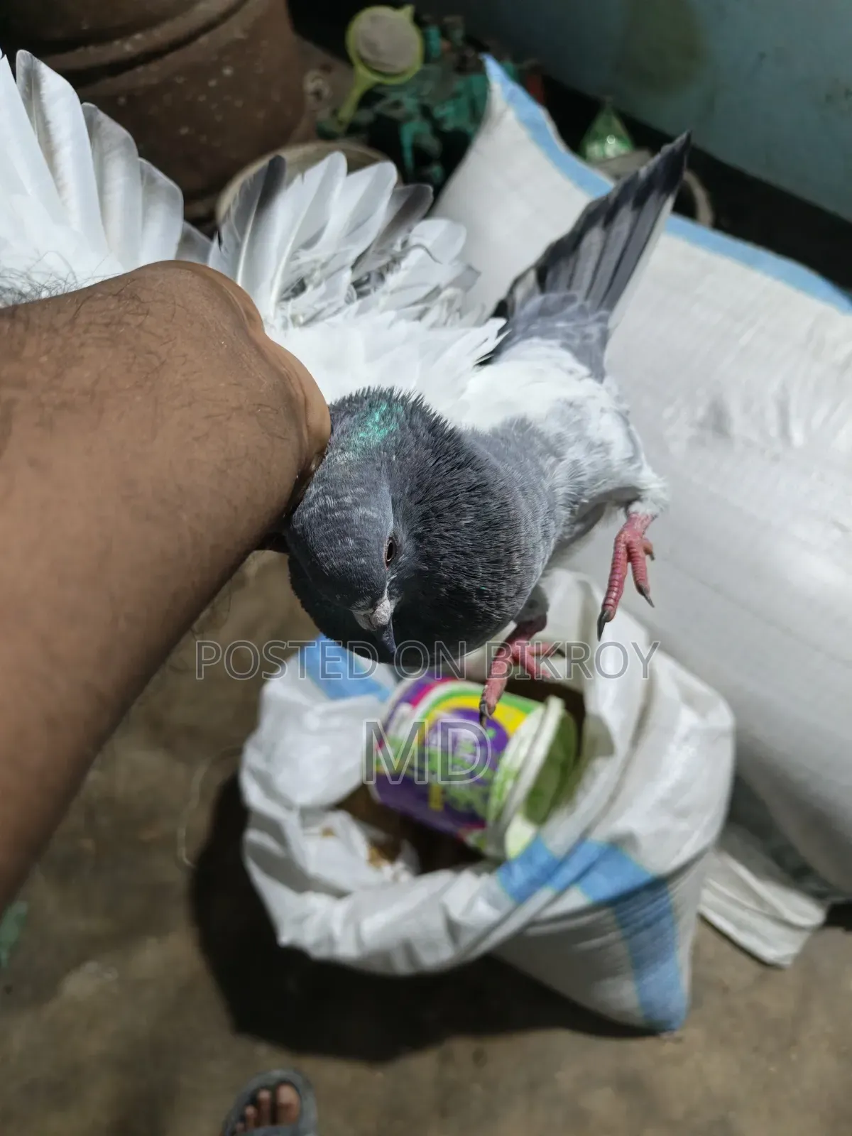 Giribaj Pigeon