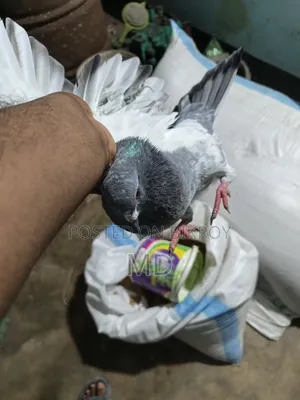 Giribaj Pigeon