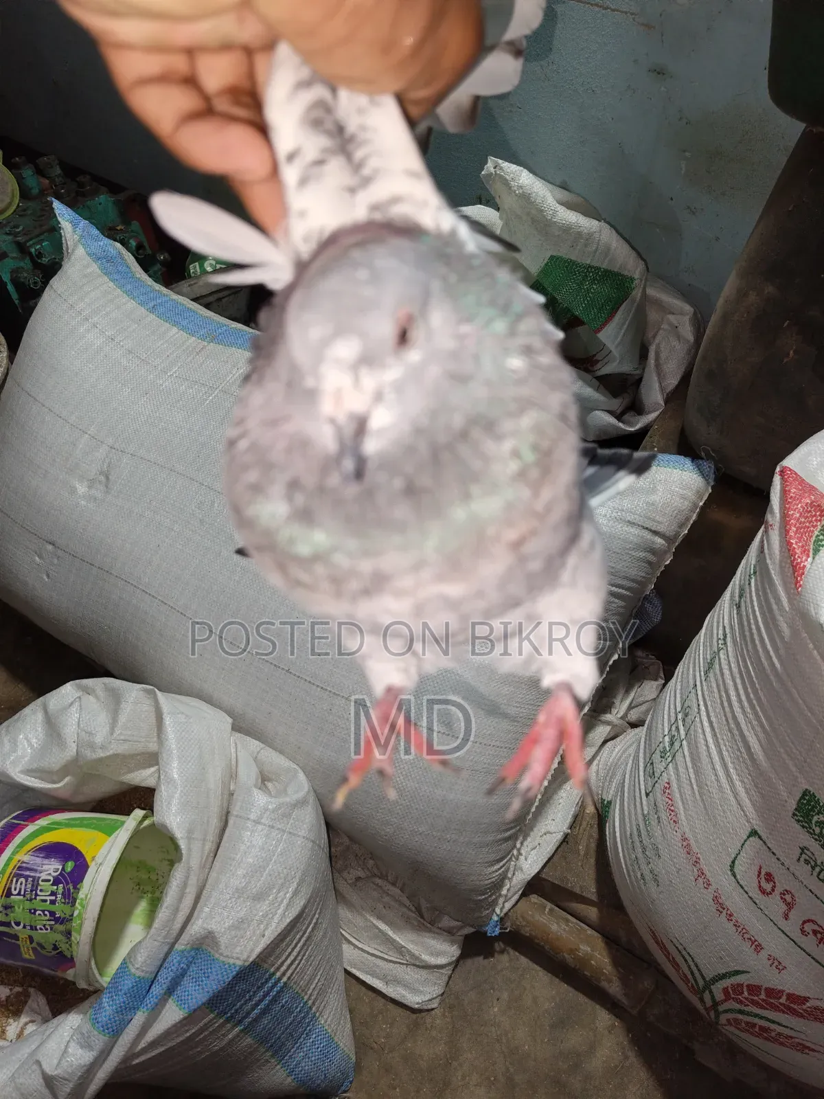 Giribaj Pigeon