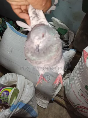 Giribaj Pigeon