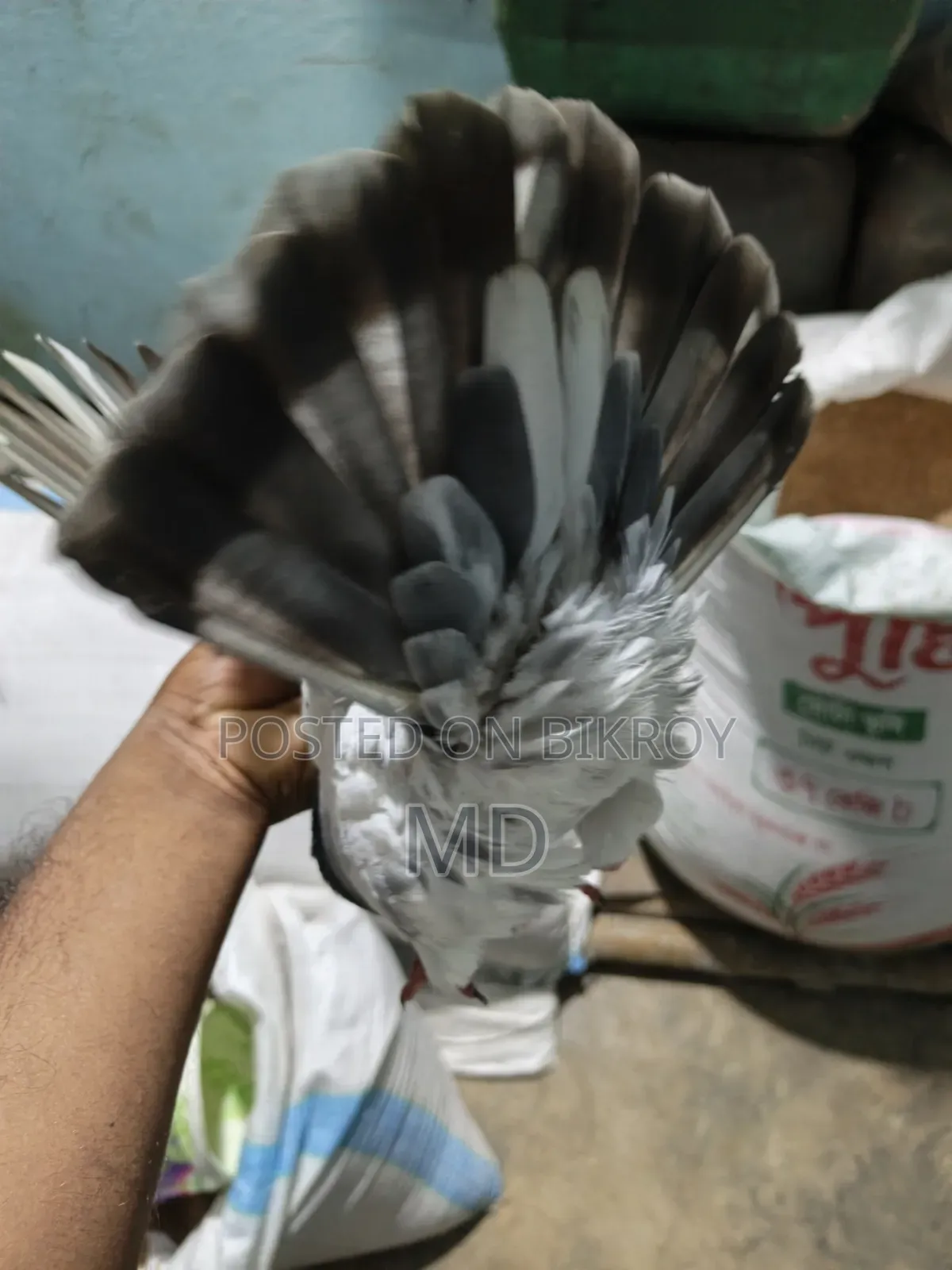 Giribaj Pigeon