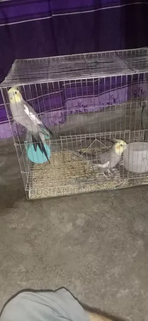 Cockatiel Bird