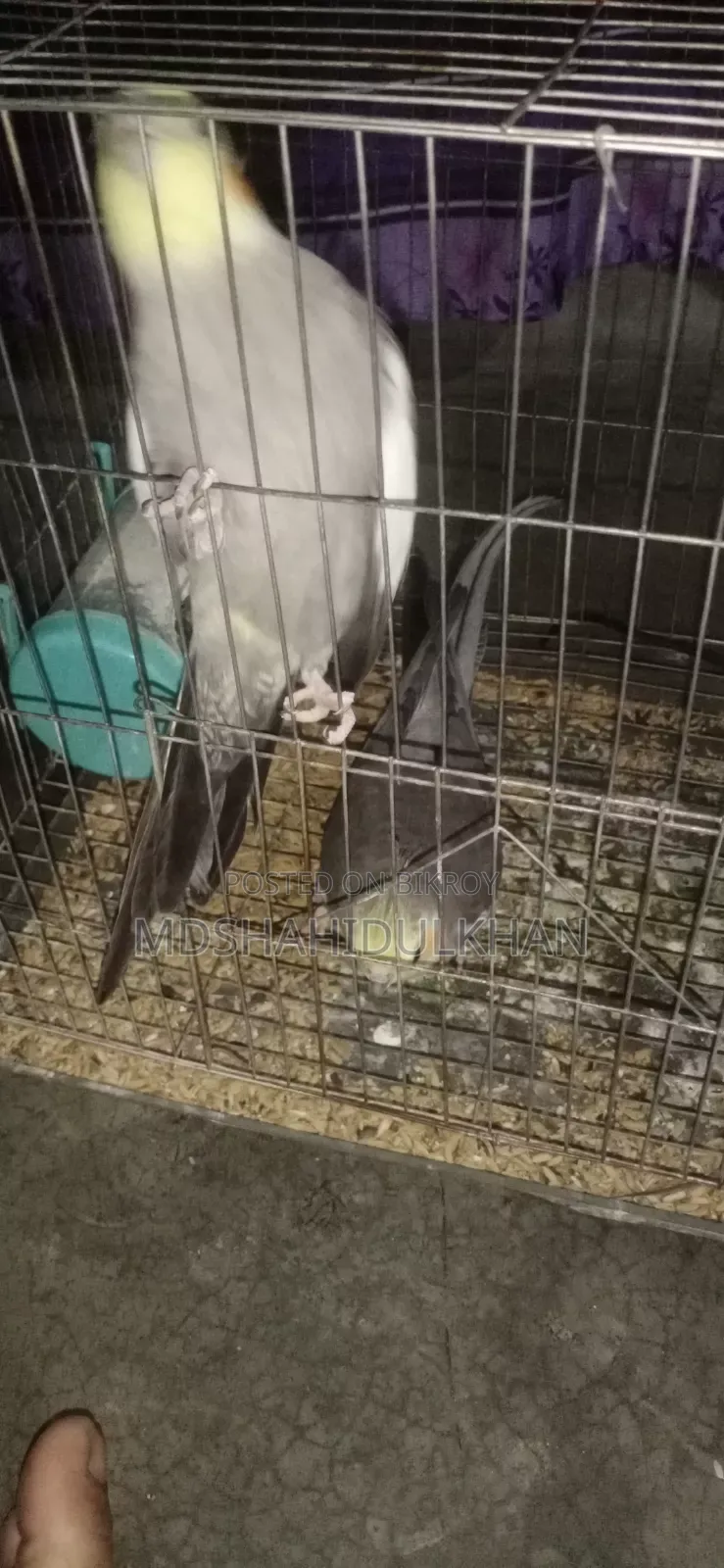 Cockatiel Bird