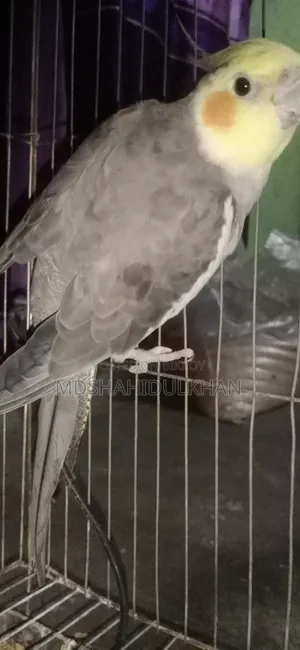 Cockatiel Bird