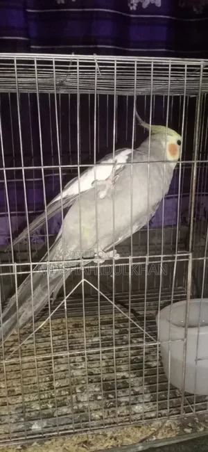 Cockatiel Bird
