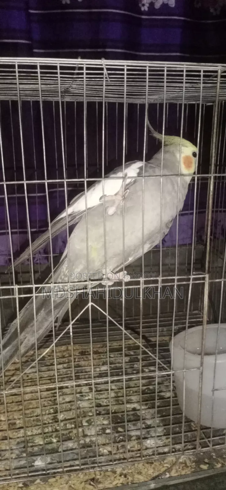 Cockatiel Bird