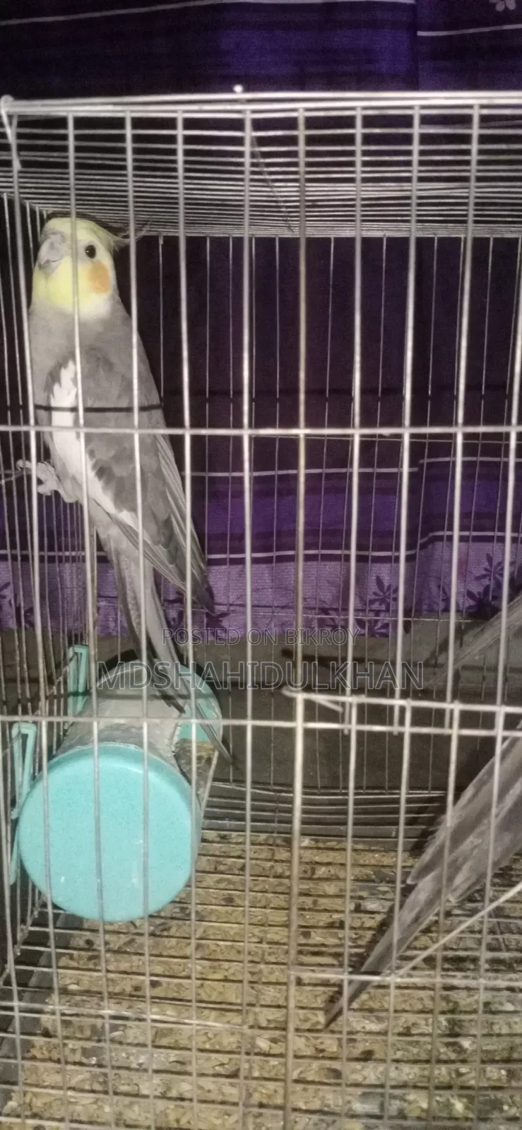 Cockatiel Bird