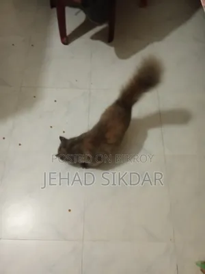 1+ year Male Purebred Persian