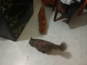 1+ year Male Purebred Persian