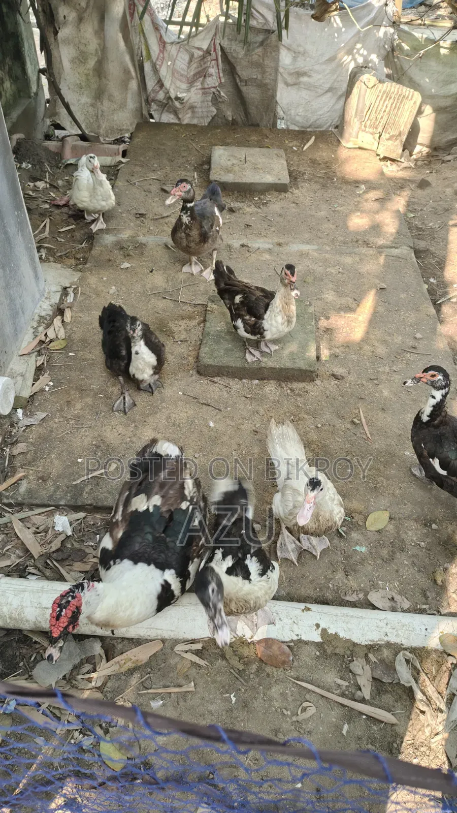 Chinese ducks for sale.