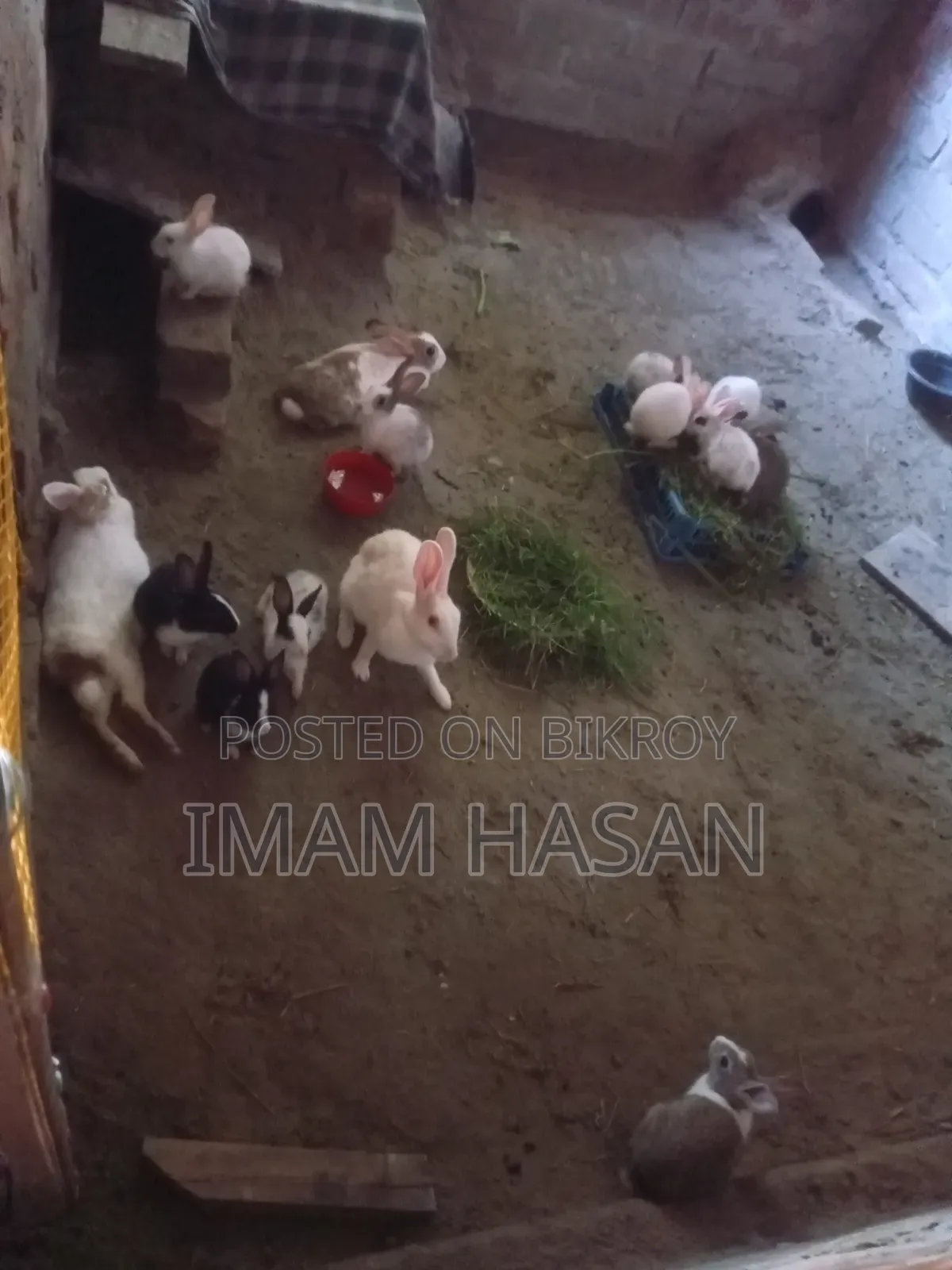 খরগোশ বাচ্চাসহ