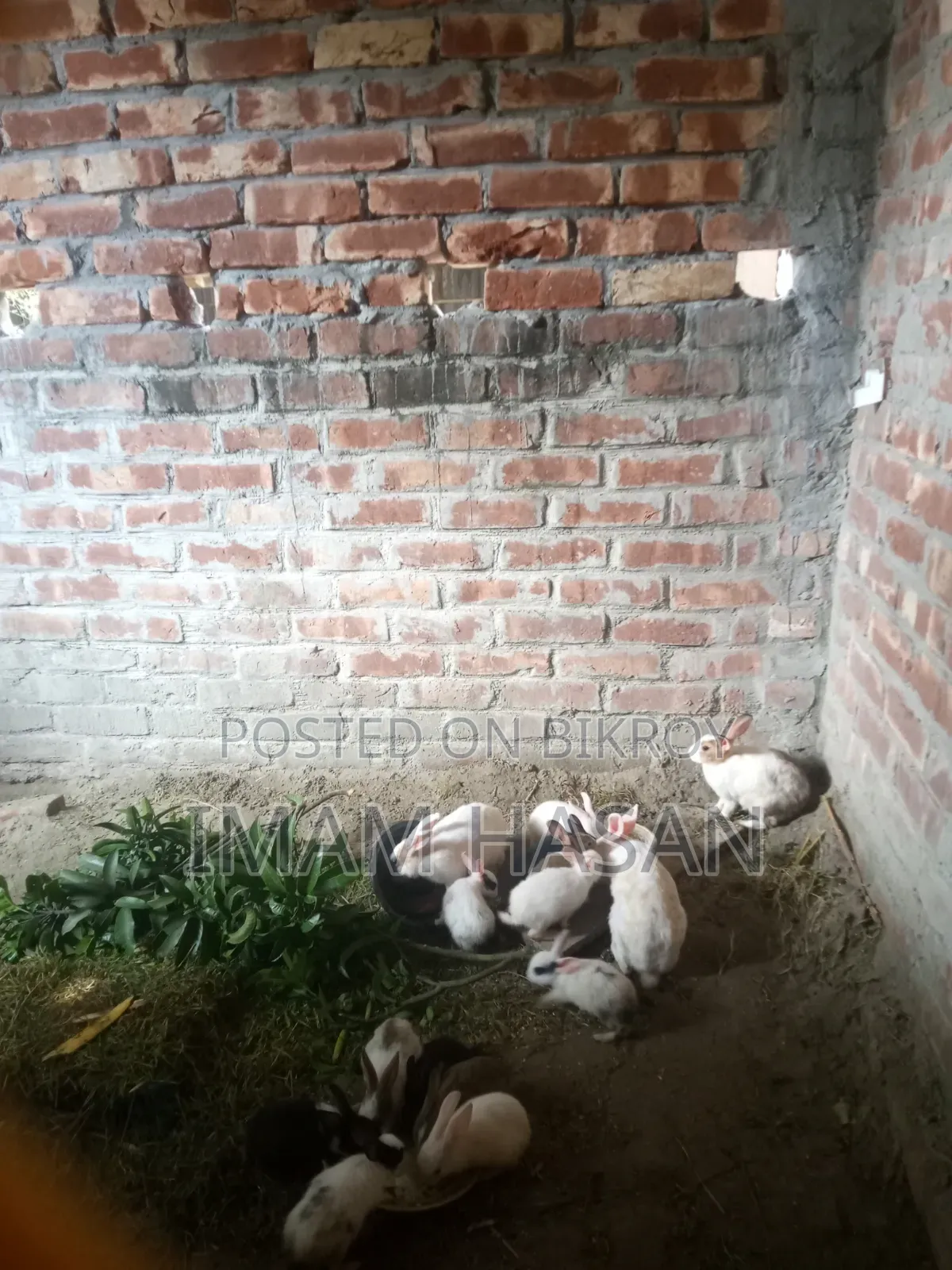 খরগোশ বাচ্চাসহ