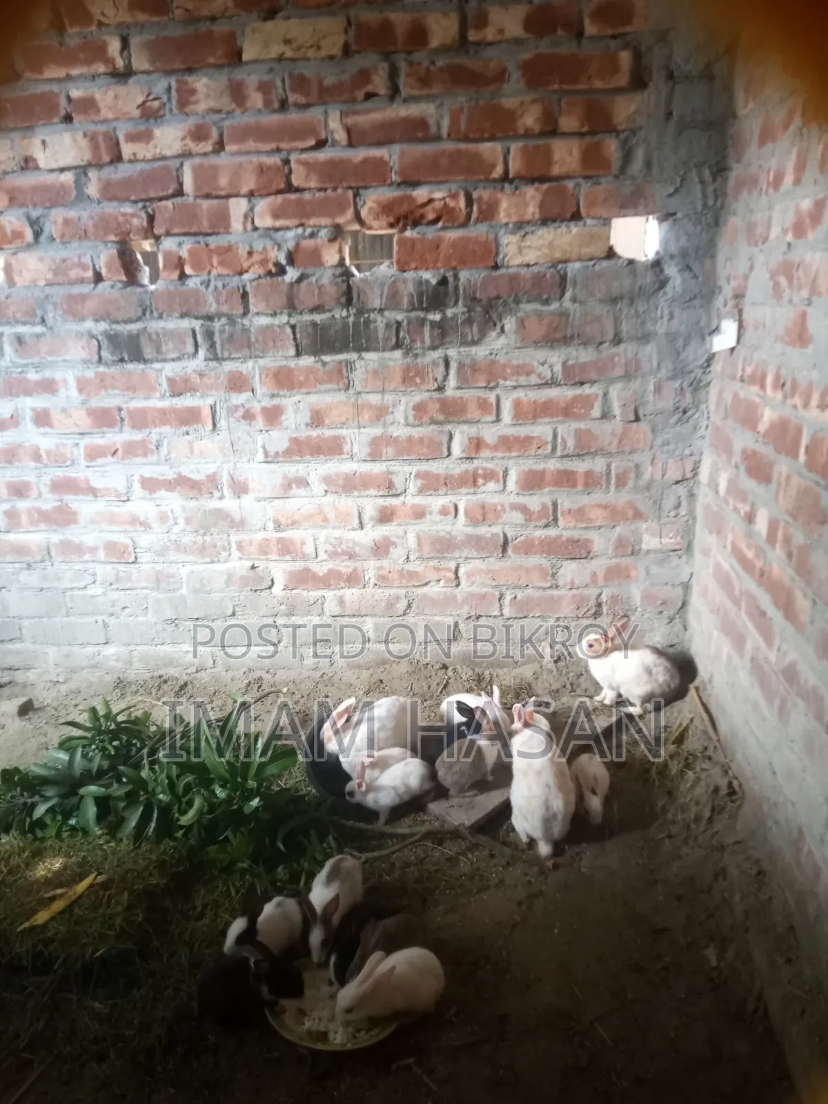 খরগোশ বাচ্চাসহ