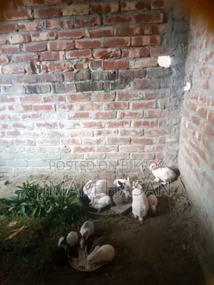 খরগোশ বাচ্চাসহ
