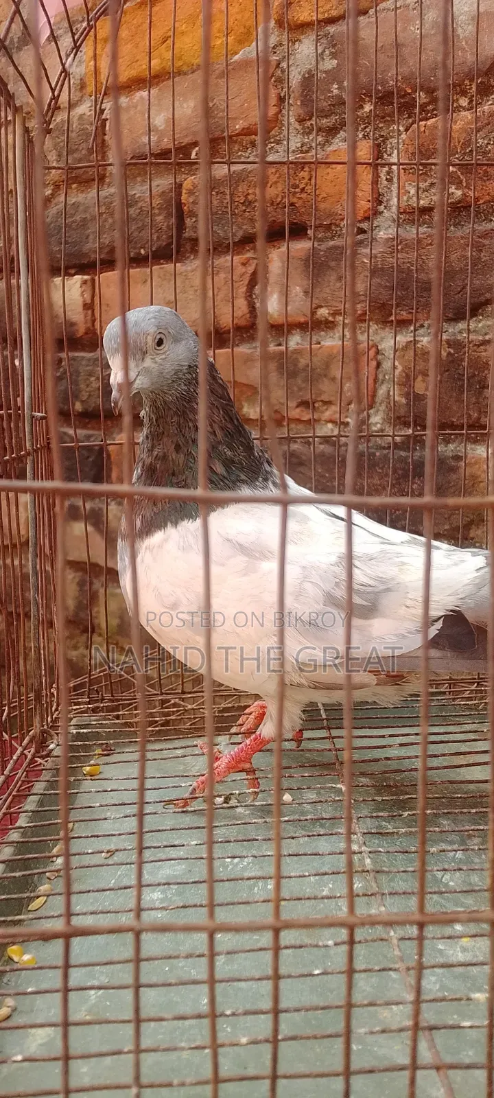 Good quality bloodline Bagha Giribaj pigeon.