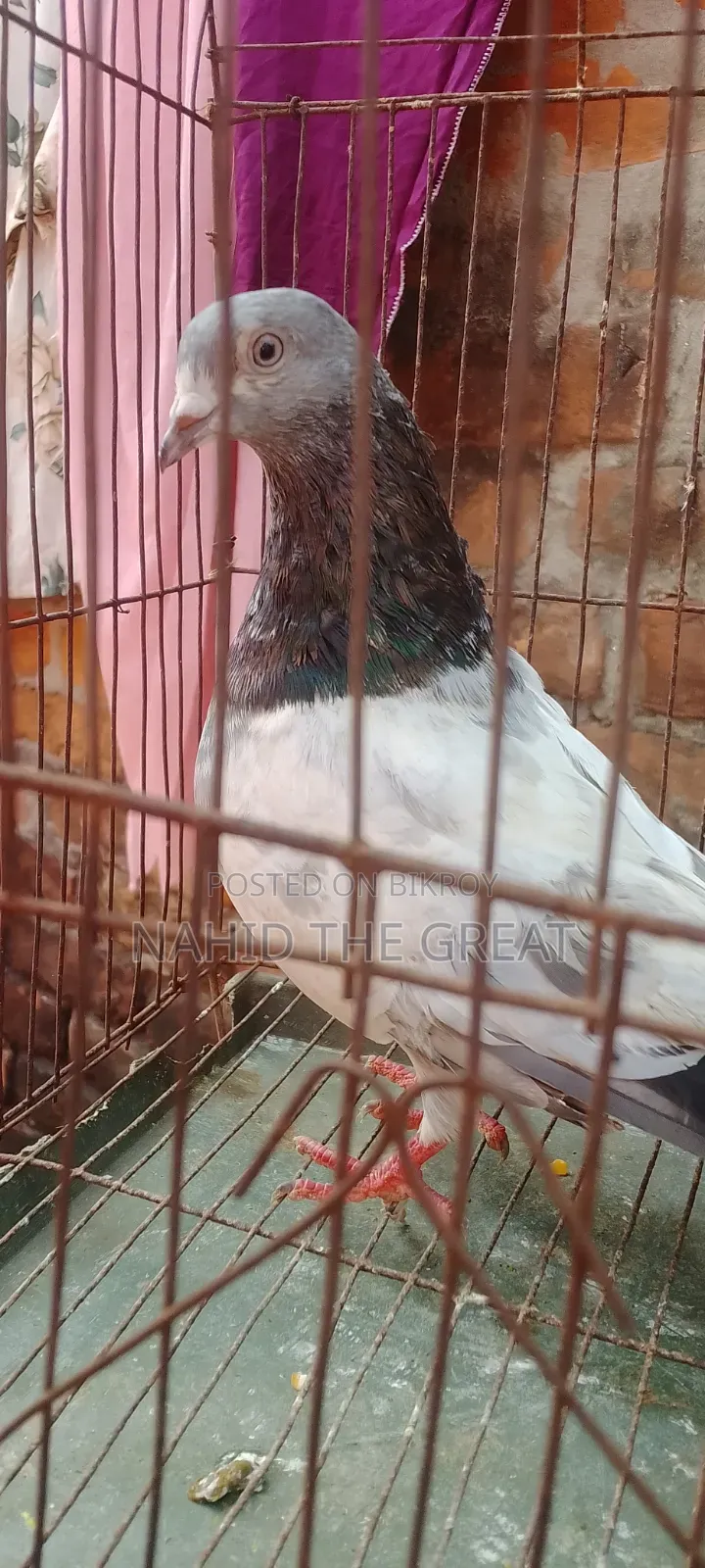 Good quality bloodline Bagha Giribaj pigeon.