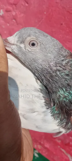 Good quality bloodline Bagha Giribaj pigeon.