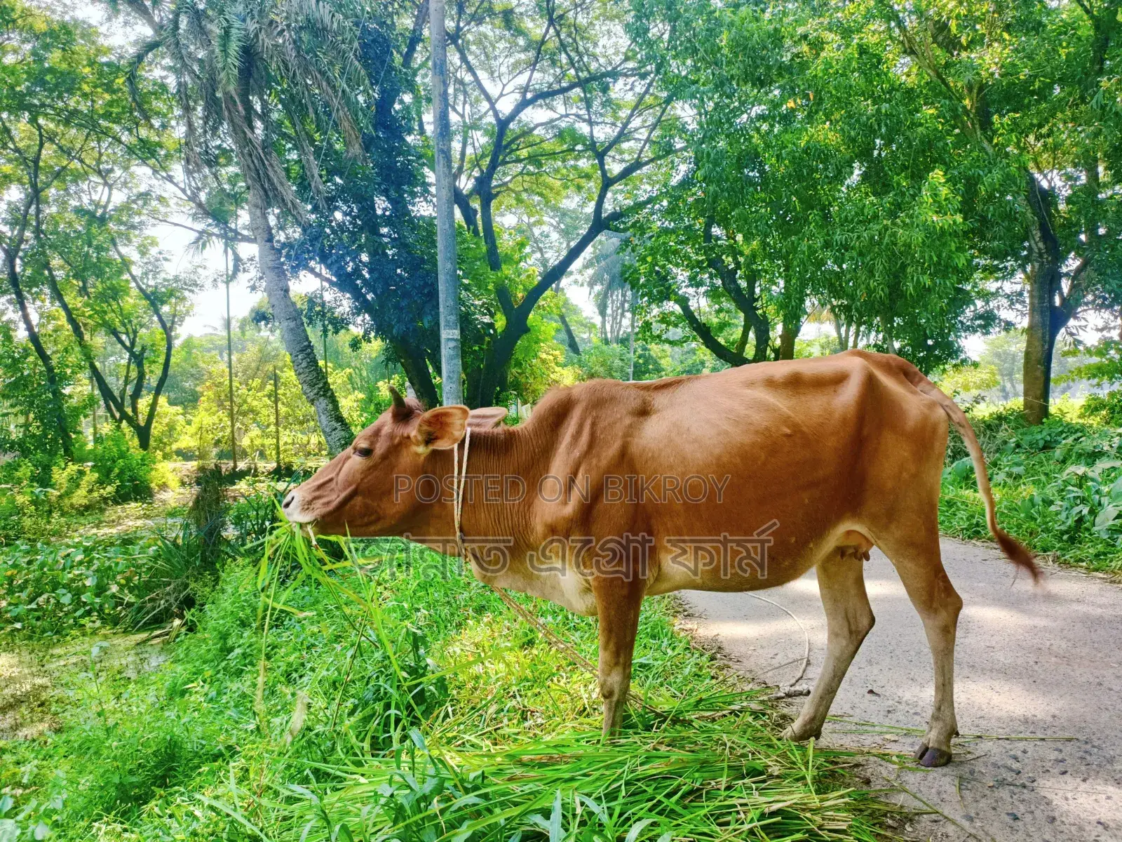 This cow will be sold