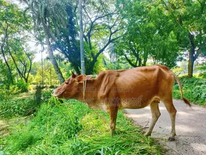 This cow will be sold