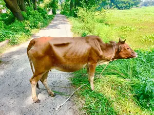 This cow will be sold