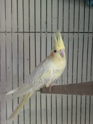 Cocktail Semi Adult Pair