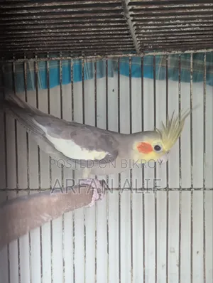ককটেল সেমি এডাল্ট পেয়ার