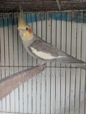 ককটেল সেমি এডাল্ট পেয়ার