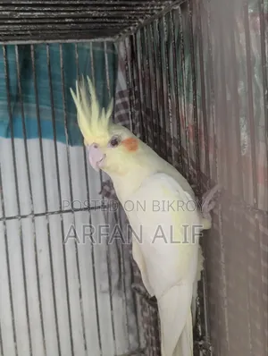ককটেল সেমি এডাল্ট পেয়ার