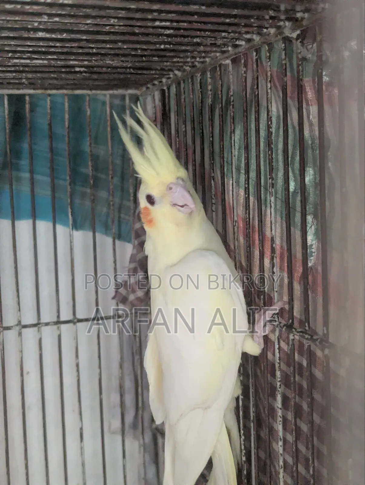ককটেল সেমি এডাল্ট পেয়ার