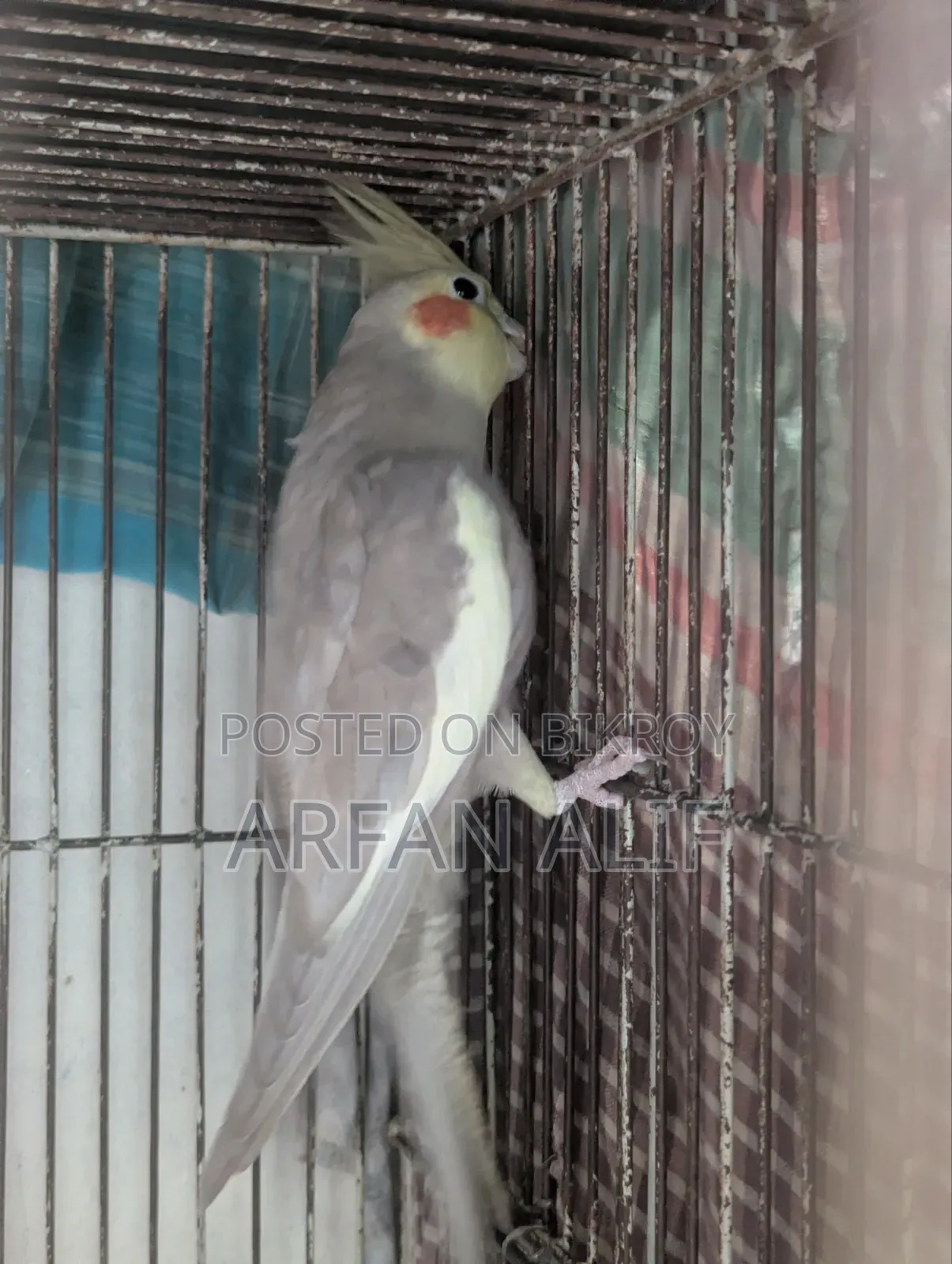 ককটেল সেমি এডাল্ট পেয়ার