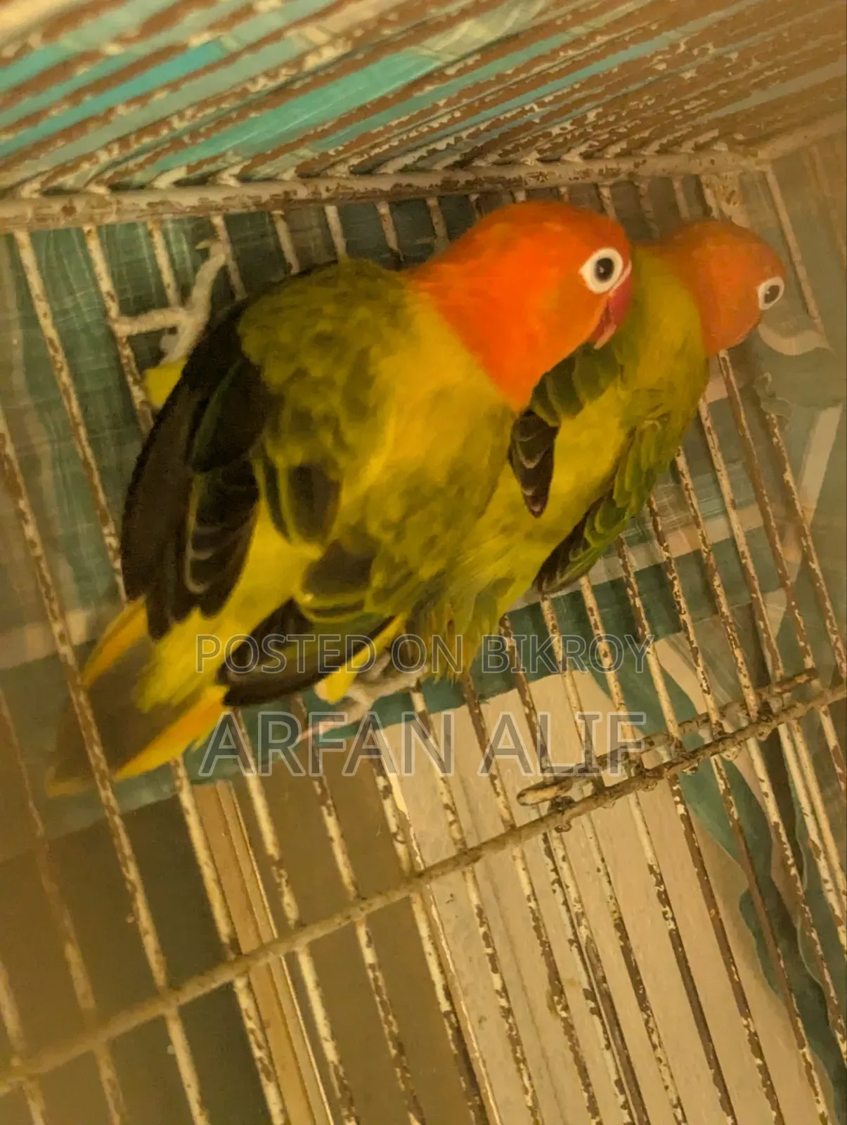 গ্রিন অপালিন ইউউইং লাভবার্ড