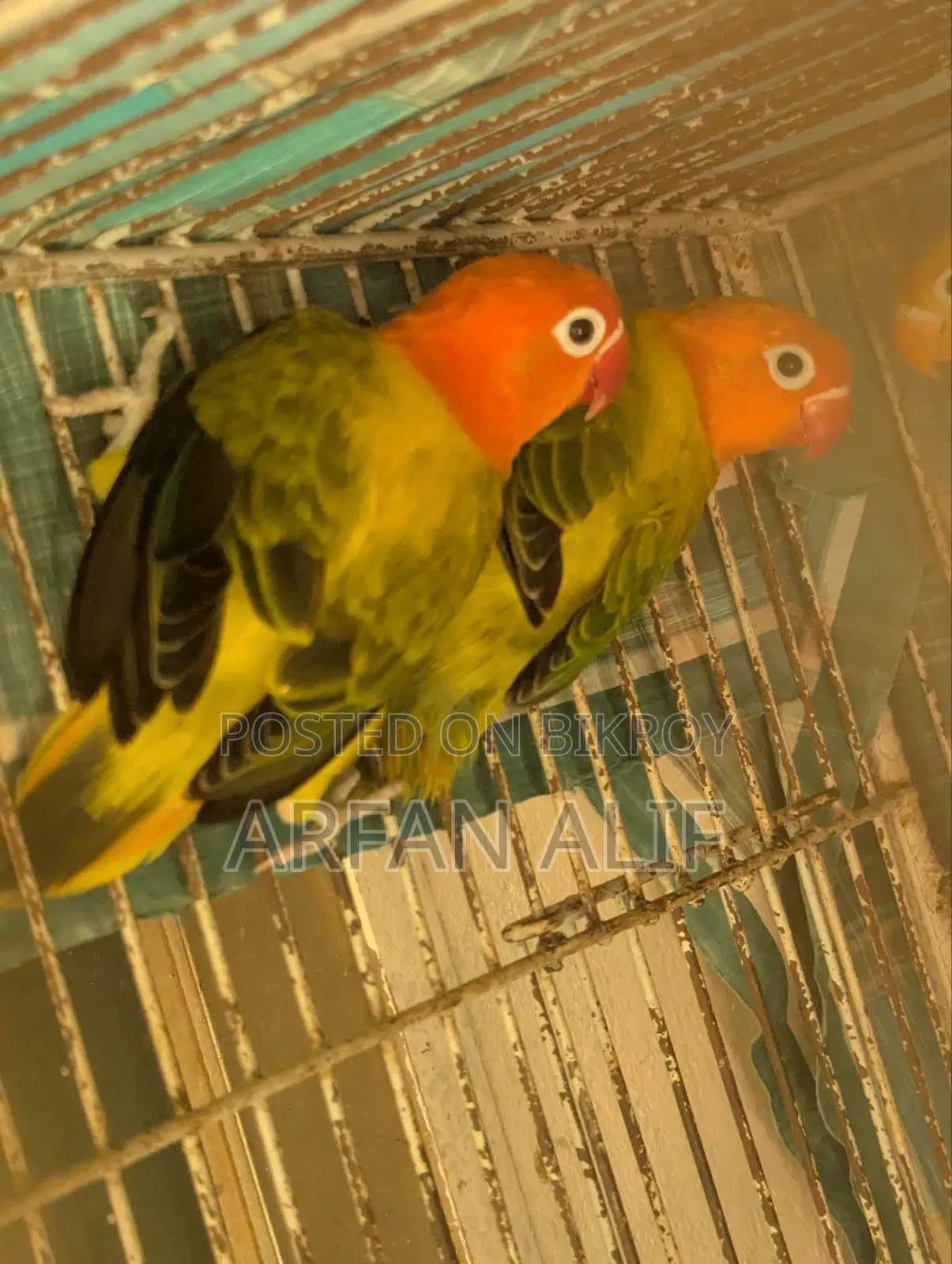 গ্রিন অপালিন ইউউইং লাভবার্ড