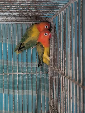 গ্রিন অপালিন ইউউইং লাভবার্ড