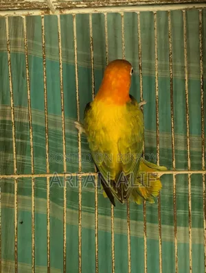 গ্রিন অপালিন ইউউইং লাভবার্ড